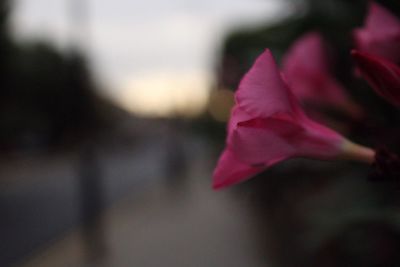 Close-up of pink flower