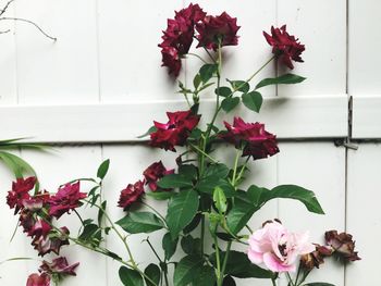 Close-up of pink flower pot against wall