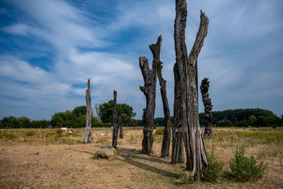 Trees on field against sky