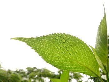 Close-up of green leaves