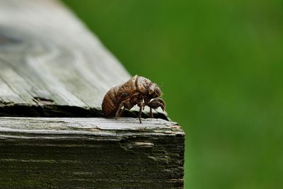 Close-up of insect on leaf