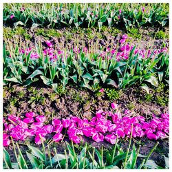 Close-up of pink flowers