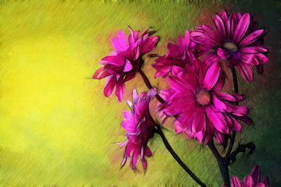 Close-up of pink flowers