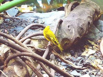 Close-up of bird