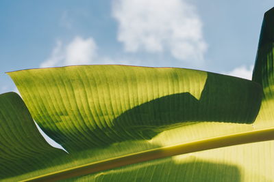 Low angle view of leaf against sky