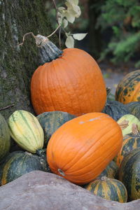 Close-up of pumpkins 