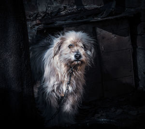 Portrait of dog sitting at home