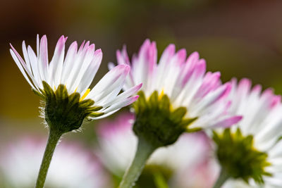 Close-up of pink flower