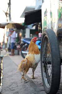 Birds on a street