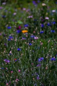 Summer flowers