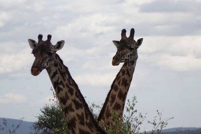 Close-up portrait of giraffe against sky