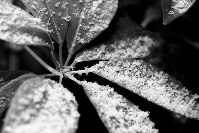 Close-up of leaf