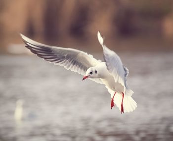 Close-up of seagull flying against sky