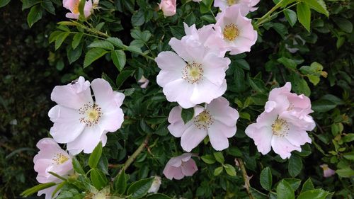 Close-up of flowers blooming in spring