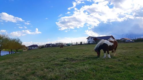 Horse on field against sky