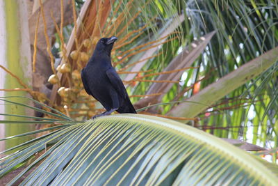 Close-up of bird perching on tree