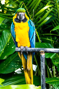 Close-up of parrot perching on tree