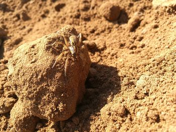 Close-up of spider crawling on sand