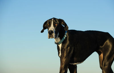 Low angle view of dog against clear sky