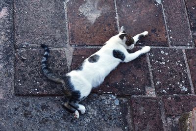 High angle view of cat on footpath