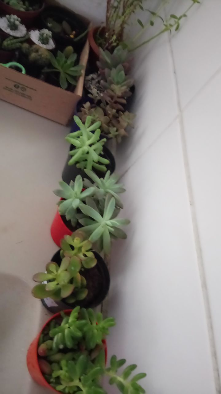 HIGH ANGLE VIEW OF FRESH VEGETABLES ON TABLE