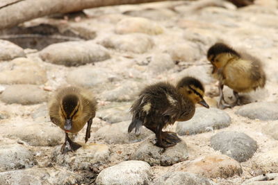 Close-up of ducks on field