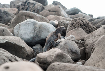 Rocks on beach