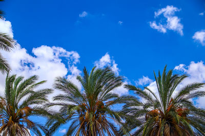 Low angle view of palm trees against blue sky