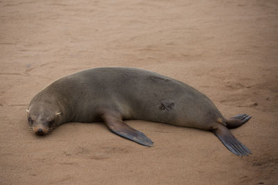 View of an animal sleeping on sand