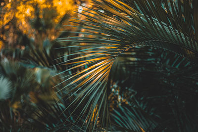 Close-up of pine tree