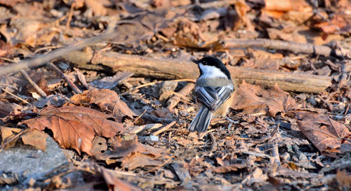 High angle view of bird on field