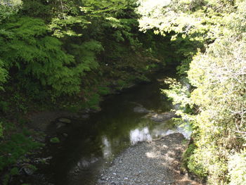 Road amidst trees in forest