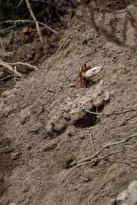 High angle view of insect on sand
