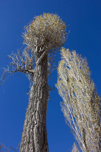 Low angle view of tree against sky