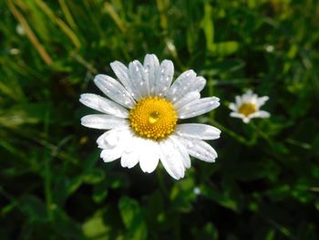 Flower blooming outdoors