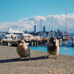 Seagulls perching on a harbor