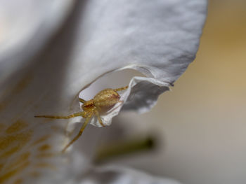 Close-up of spider