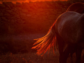 View of a horse on field