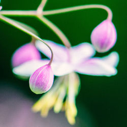 Close-up of pink flowers