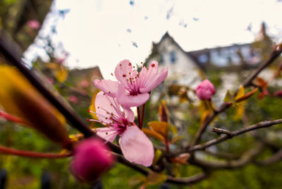 Close-up of pink cherry blossoms