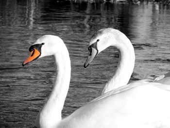 White swan in calm water