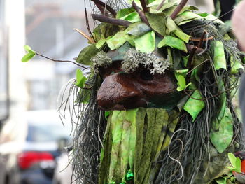 Close-up of insect on tree trunk