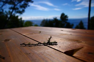 Close-up of insect on wooden table against sky