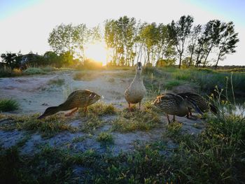 View of birds on field by lake