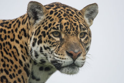 Close-up portrait of tiger