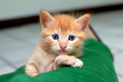 Close-up portrait of kitten