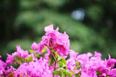 Close-up of pink bougainvillea flowers