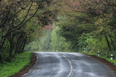 Road amidst trees in forest