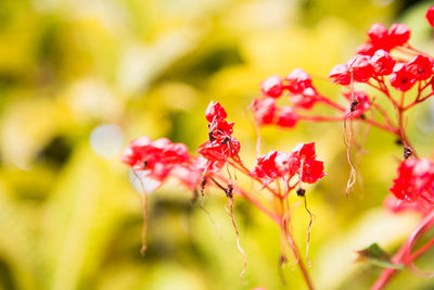 Close-up of red flowering plant