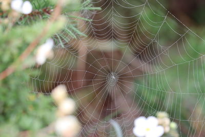 Close-up of spider web